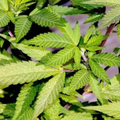 Proposition de loi sur la légalisation du cannabis – Pour en finir avec les trafics et maîtriser enfin cette question de santé publique !