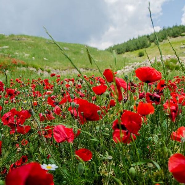 coquelicot ras du sol